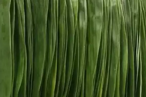 图片[4]-箬叶和粽叶的区别？区分箬叶和粽叶要关注哪些重要的差异点？-会东网