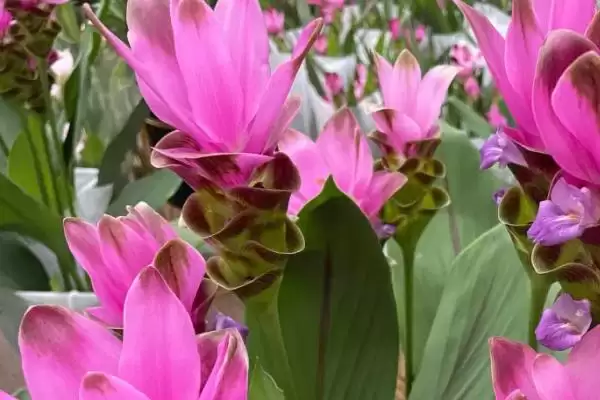 图片[2]-姜荷花花谢后的处理 ,姜荷花花谢了之后该怎么办-会东网
