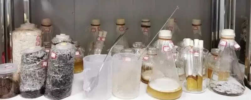 菌种的定义 ,菌种具体指的是什么微生物呢？-会东网