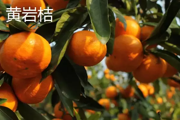 图片[4]-橘子的品种介绍 ,不同产地的橘子品种有何特色呢？-会东网