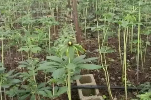 图片[2]-重楼的种植效益和前景？种植重楼需关注哪些经济发展要素？-会东网