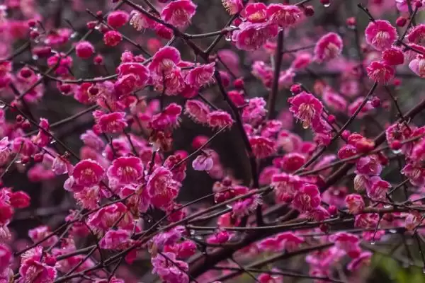图片[4]-什么是梅花？认识梅花要了解哪些关键的花卉形态和文化寓意？-会东网