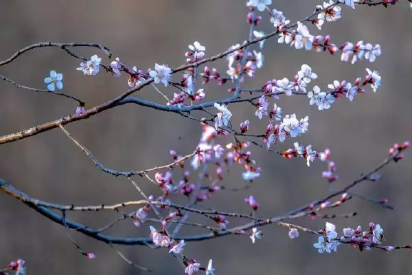图片[4]-山桃花和桃花的区别？区分山桃花和桃花要关注哪些重要的差异点？-会东网