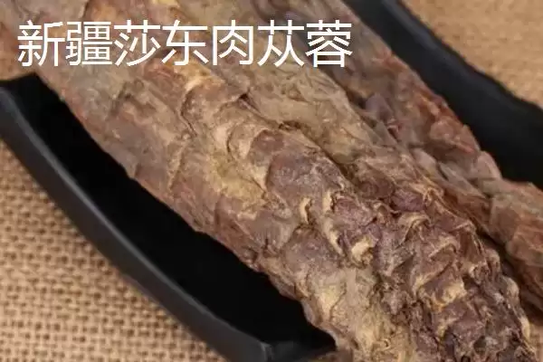 图片[5]-肉苁蓉的品种？认识肉苁蓉品种要了解哪些关键品种信息？-会东网