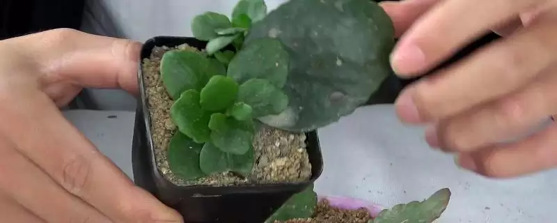 长寿花扦插后管理的方法和重点？长寿花扦插后管理要做好哪些细节？-会东网