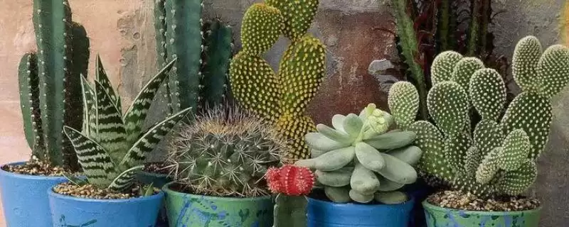 仙人掌花语的解读和要点？解读仙人掌花语需关注哪些关键信息？-会东网