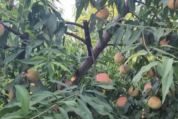 图片[4]-种植水蜜桃的方法和重点？种植水蜜桃要做好哪些细节？-会东网