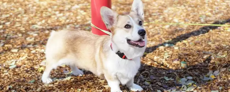 犬细小的症状？认识犬细小症状要了解哪些关键的疾病表现和判断要点？-会东网