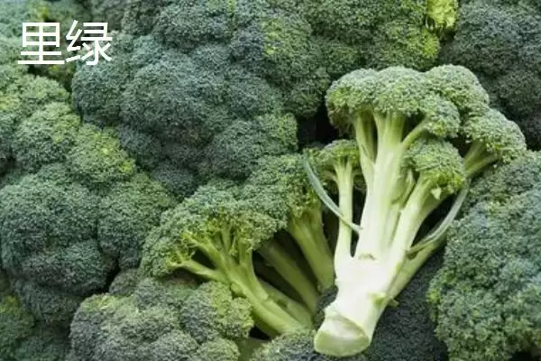 图片[5]-西兰花优良品种的介绍要点和关键信息？了解西兰花品种需关注什么？-会东网