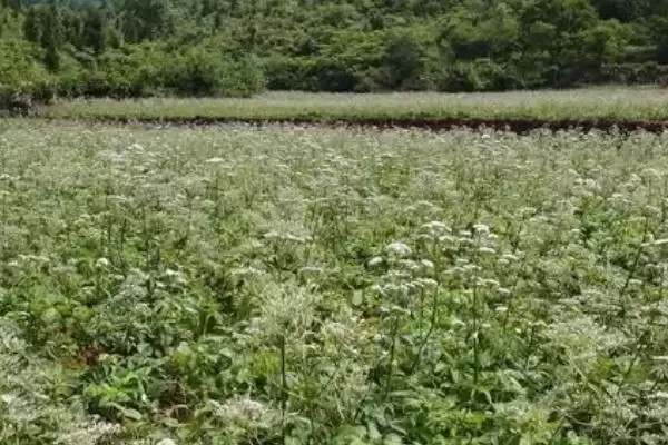 图片[4]-缬草种植的方法和要点？种植缬草要掌握哪些关键技术步骤？-会东网