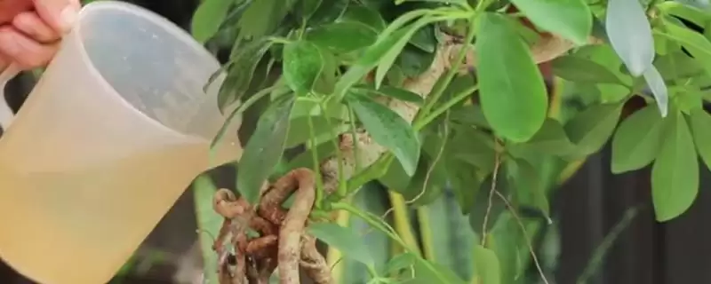 掌握招财树浇水方法的方法和重点?掌握招财树浇水方法要做好哪些细节?-会东网