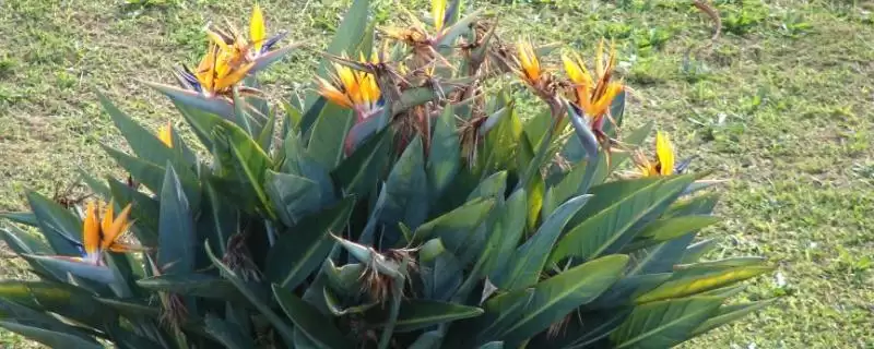 增加鹤望兰开花量的方法和重点？增加鹤望兰开花量要做好哪些细节？-会东网