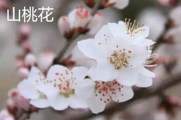 图片[2]-山桃花和桃花的区别？区分山桃花和桃花要关注哪些重要的差异点？-会东网