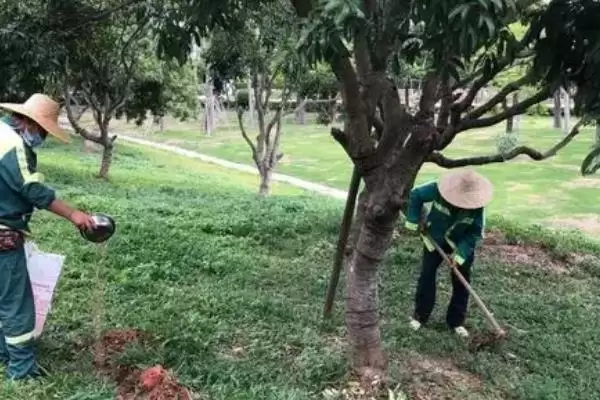 图片[3]-荔枝幼果期的管理方法 ,荔枝花期和膨大期管理重要吗？-会东网