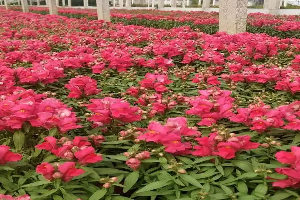 图片[2]-繁殖一二年生花卉的方法和重点？繁殖一二年生花卉要做好哪些细节？-会东网