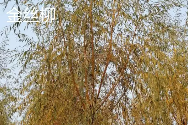 图片[2]-金丝柳的产地 ,金丝柳原产于哪些地区呢-会东网