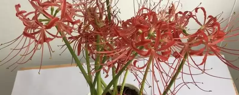 种植石蒜的方法和重点？种植石蒜要做好哪些细节？-会东网
