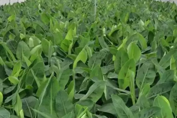 图片[4]-香蕉树种植的方法和要点？种植香蕉树要掌握哪些关键技术步骤？-会东网