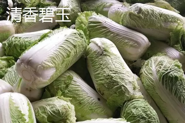 图片[7]-认识早熟大白菜品种的方法和重点？认识早熟大白菜品种要做好哪些细节？-会东网