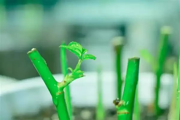 图片[4]-繁殖圆锥石头花的方法和重点？繁殖圆锥石头花要做好哪些细节？-会东网