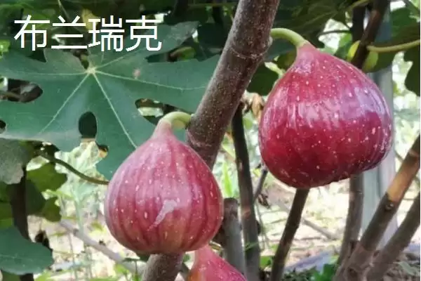 图片[4]-无花果产地的分布和要点？了解无花果产地需关注哪些关键信息？-会东网