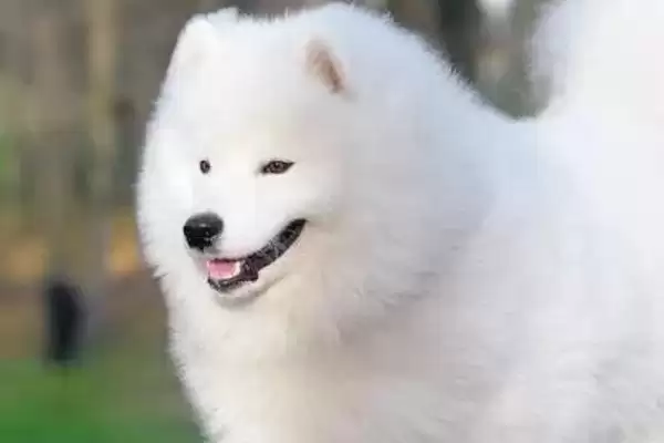 图片[4]-犬细小的症状？认识犬细小症状要了解哪些关键的疾病表现和判断要点？-会东网