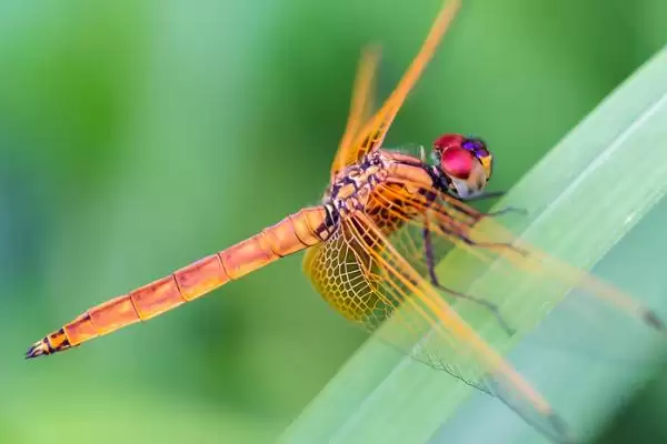 动物界的“眼王”:蜻蜓拥有超多眼睛的神奇秘密插图6 动物界的“眼王”:蜻蜓拥有超多眼睛的神奇秘密插图6