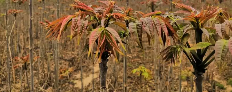 香椿在农村很少有人种植的原因和要点？分析香椿农村种植情况需关注什么？-会东网