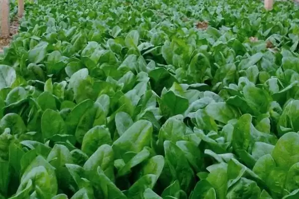 图片[2]-如何用药防治菠菜根腐病？种植菠菜防治根腐病用药要注意什么？-会东网