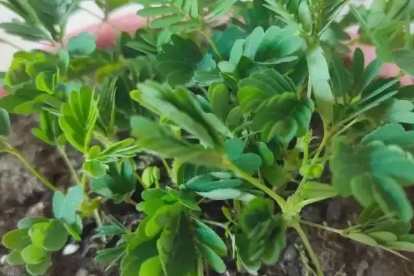 图片[6]-如何种植含羞草种子？种植含羞草种子要遵循哪些详细的种植步骤？-会东网