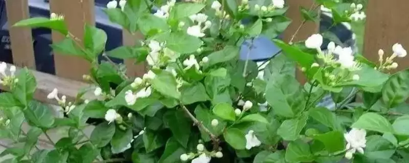 茉莉花要如何进行养殖才适宜呢 ,茉莉花适宜在阳光充足的环境下进行养殖-会东网