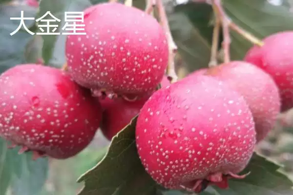 图片[3]-山楂树品种？认识山楂树品种要了解哪些关键的品种分类信息？-会东网