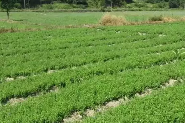 图片[10]-江西种哪些赚钱药材 ,在江西种什么药材比较赚钱-会东网