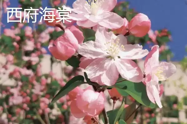 图片[4]-海棠树购买指南：山东、江西等省苗木市场有惊喜！-会东网