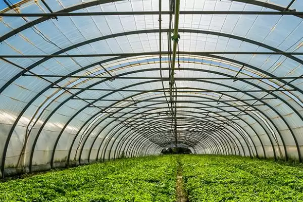 种植大棚蔬菜的成本和利润?种植大棚蔬菜需关注哪些经济要素?插图3 种植大棚蔬菜的成本和利润?种植大棚蔬菜需关注哪些经济要素?插图3
