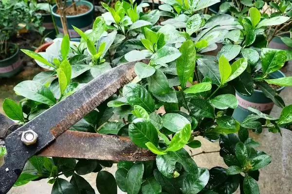 图片[4]-判断栀子花喜阳还是喜阴的方法和重点？判断栀子花喜阳还是喜阴要做好哪些细节？-会东网