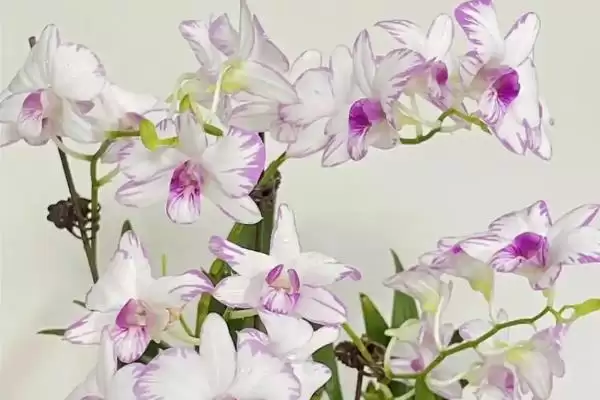 图片[7]-女王节花卉选择指南：康乃馨、百合花等传递美好祝福-会东网
