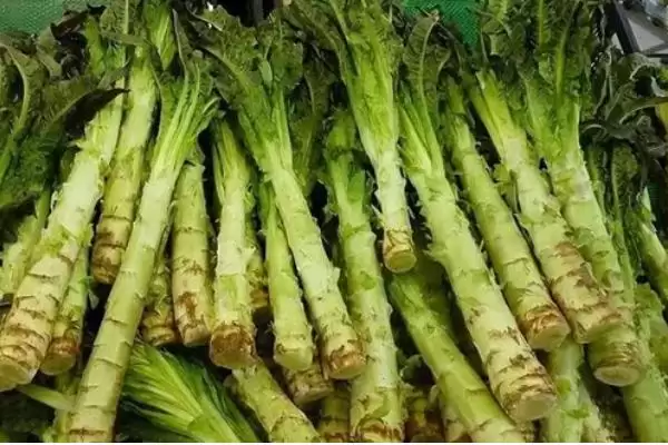 图片[7]-十一月份适合什么菜？了解十一月份适宜种植的蔬菜要关注什么？-会东网