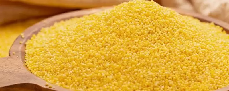 小米优劣特质的要点和解读？了解小米品质需关注哪些关键内容？-会东网