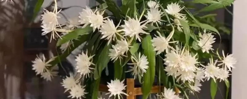 昙花能不能浇淘米水？判断昙花能否浇淘米水要考虑哪些土壤和植物营养因素？-会东网