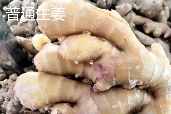 图片[3]-小黄姜和普通生姜区别的要点和对比？分辨小黄姜和普通生姜需注意什么？-会东网