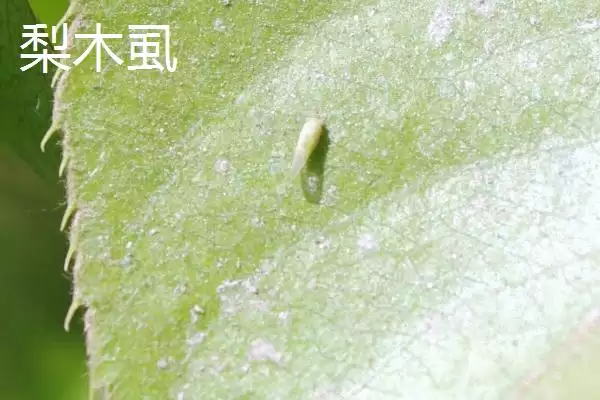 图片[7]-氯氰菊酯适合在什么时候打 ,氯氰菊酯防治不同虫害何时打-会东网