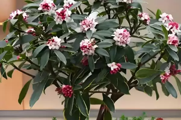 图片[4]-瑞香夏季的养殖方法？夏季养殖瑞香要掌握哪些关键的养殖要点？-会东网