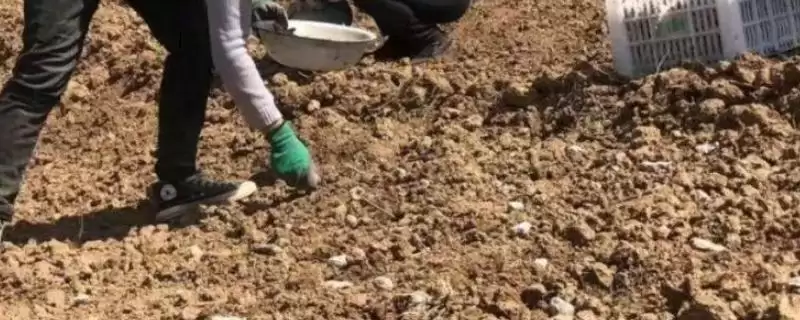 魔芋的播种方式一般是怎样的呢 ,魔芋的播种方式通常选择沟播形式-会东网