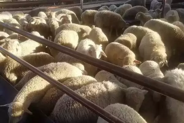 图片[5]-肉羊的养殖效益会受到哪些因素的影响？分析肉羊养殖效益要考虑哪些因素？-会东网
