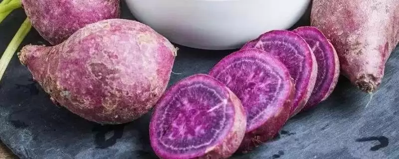 紫薯品种的种类和要点？了解紫薯品种需关注哪些关键信息？-会东网