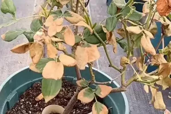 图片[2]-烧根如何补救？应对植物烧根问题要采取哪些有效的补救措施？-会东网