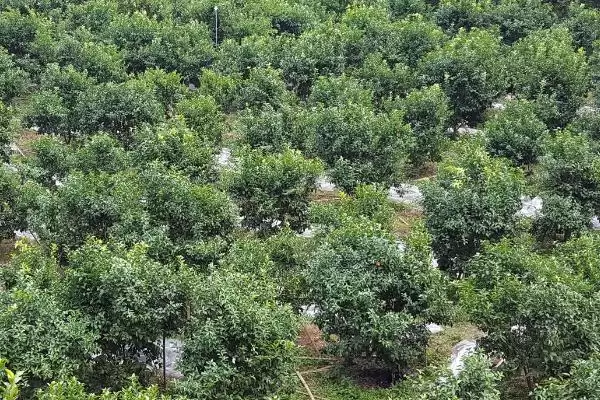图片[3]-种植柑橘的条件和要点？种植柑橘需满足哪些必要条件？-会东网