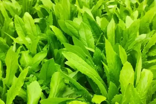 图片[3]-十一月份适合什么菜？了解十一月份适宜种植的蔬菜要关注什么？-会东网