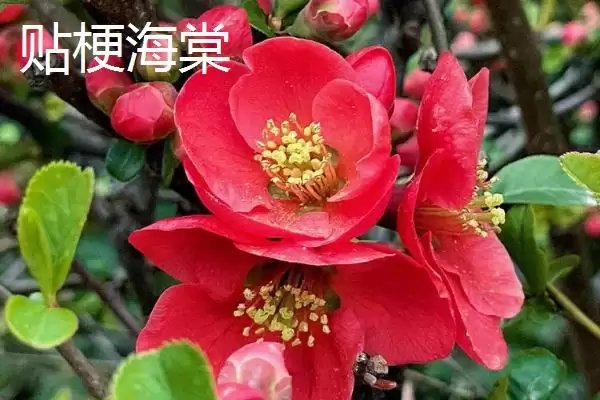 图片[5]-海棠树购买指南：山东、江西等省苗木市场有惊喜！-会东网